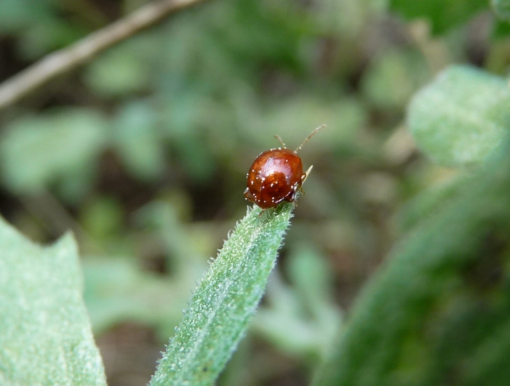 Alticino? Sphareroderma rubidum